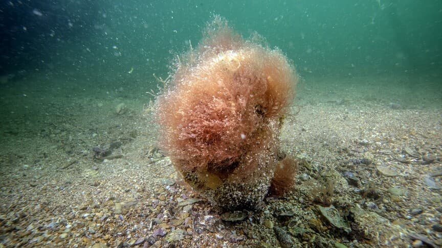 Tuzla Sahillerinde Deniz Çayırı ve Pina İzlemi Başlatıldı