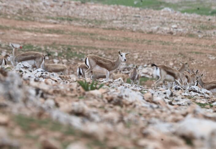 Urfa Ceylanlarının Envanteri Yapay Zeka ile Belirlenecek
