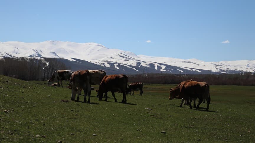 2085'e Kadar Hayvan Habitatının %36'sı Tehlikede