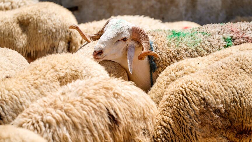 TSK Mehmetçik Vakfı, Vekaleten Kurban Bağışlarını Kabul Ediyor