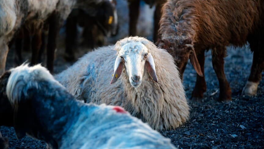 Kurban Bağışında Sahte Dernekler Tehlikesine Dikkat!