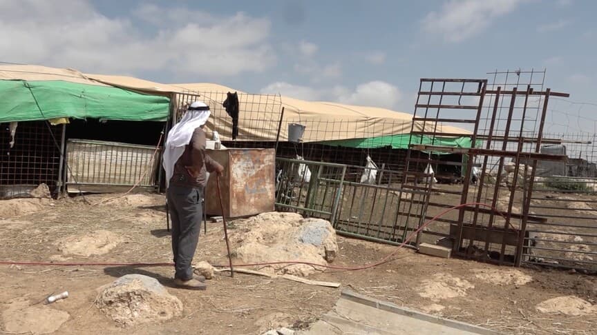 İsrail'in Batı Şeria'daki Koyun Hırsızlığı Girişimi